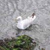 Common gull