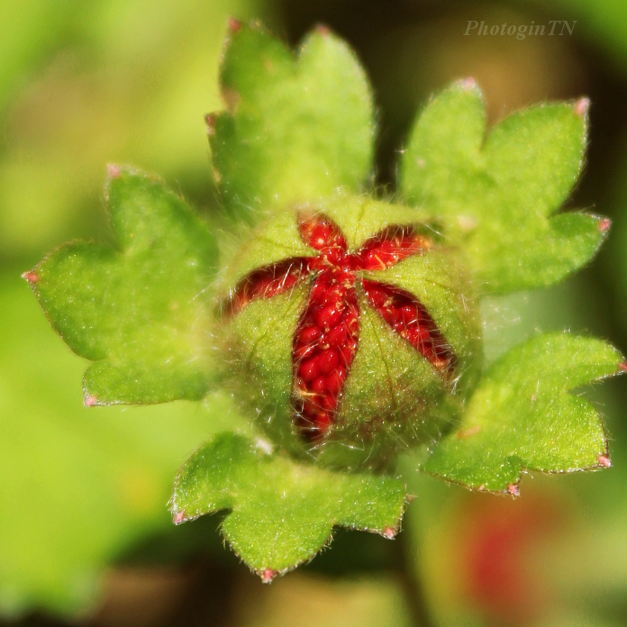 Mock strawberry