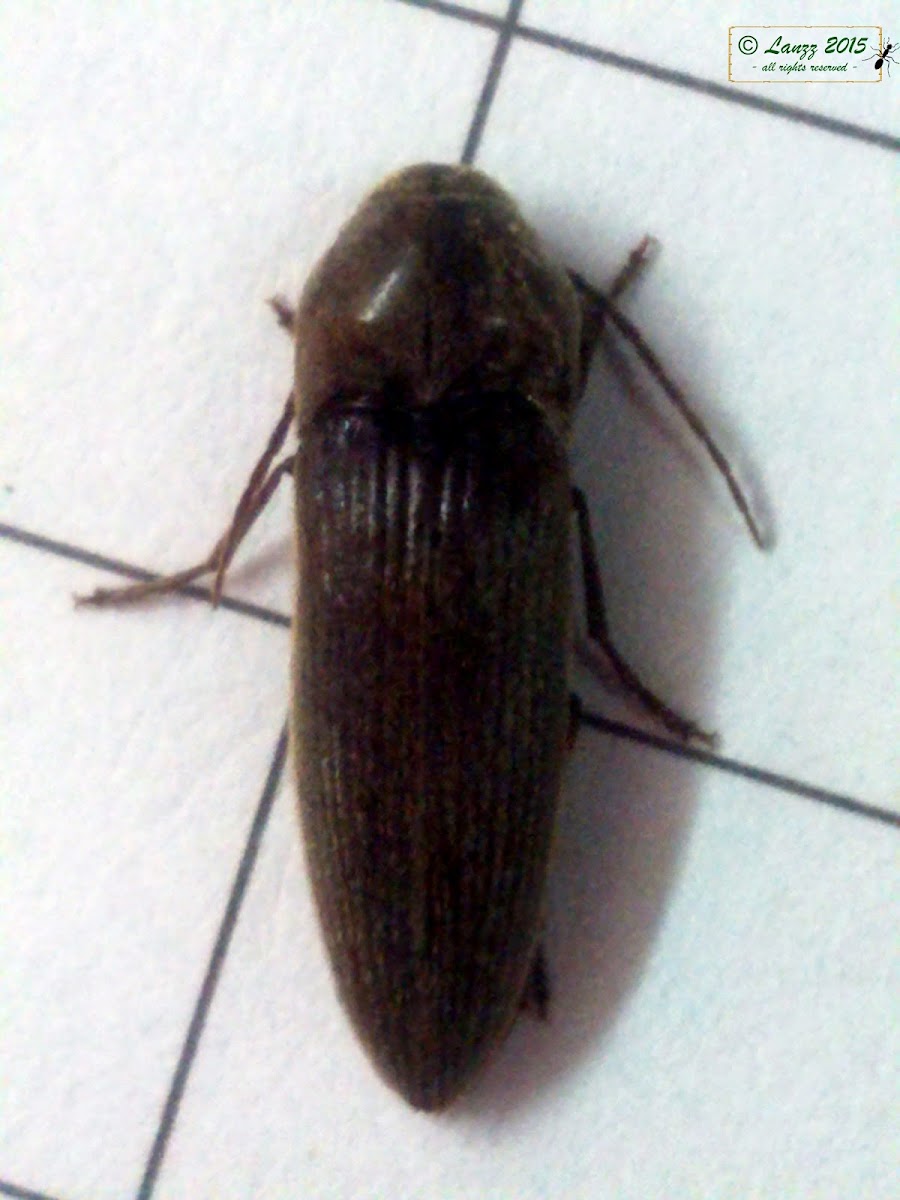 Unidentified Click Beetle