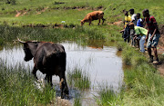 Thecommunity of Inchanga uses the dam to water plants, for subsistence fishing and for their livestock to drink. 