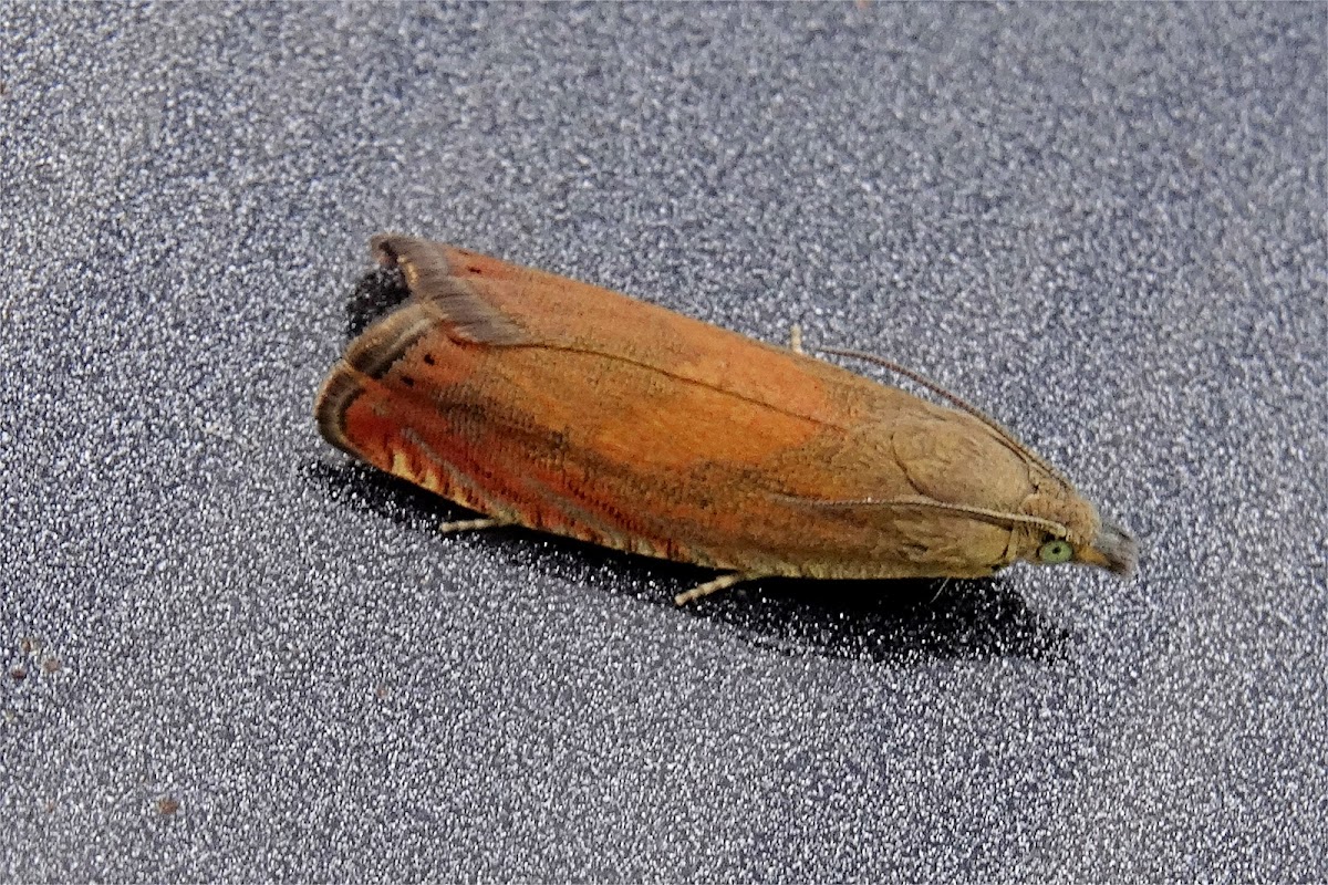 Tanacetum Root Moth