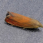 Tanacetum Root Moth