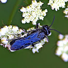 Sawfly