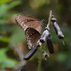 Common Crow Butterfly