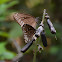 Common Crow Butterfly