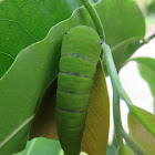 Tailed Jay Caterpillar (stages)