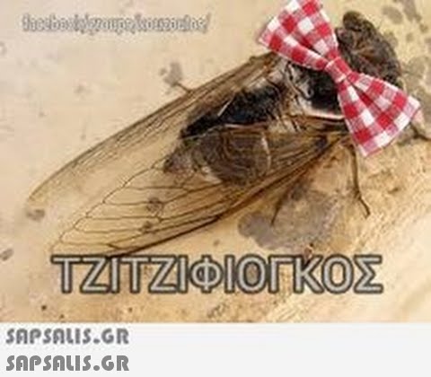 βμαορνάβρος τη. ΤΖΠΖΙΦΙΟΓΚΟΣ SnPSALI5.GR