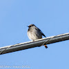 Black Redstart; Colirrojo Tizón