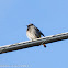 Black Redstart; Colirrojo Tizón