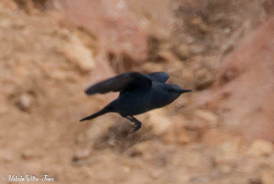 Blue Rock Thrush