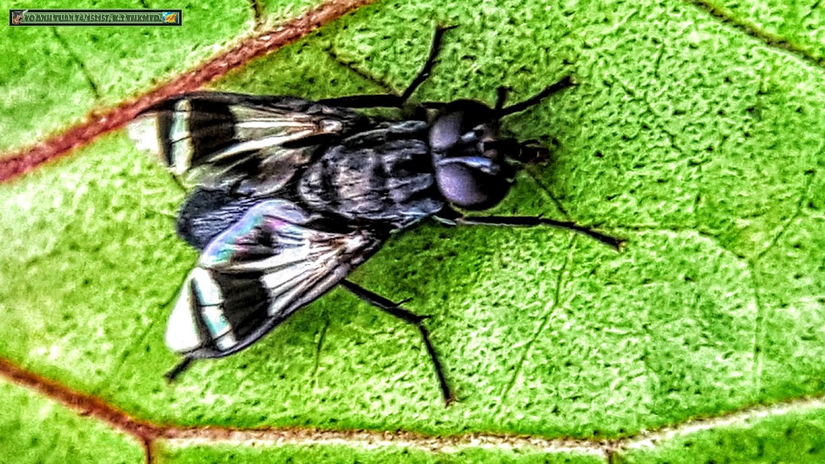 Tachinid Fly.