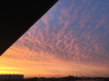 花は今日も咲く、人と同じで