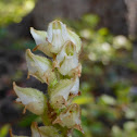 Giant Rattlesnake Plantain