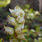 Giant Rattlesnake Plantain