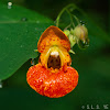 Orange jewelweed