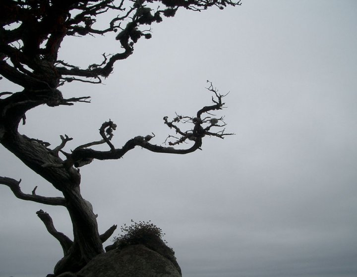 Albero sospeso... di Marco Buggio