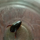 Diving beetle