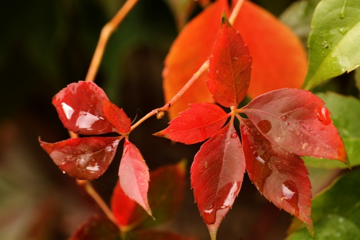 Nate in autunno... di Petruzzo