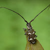 Long-Horned Beetle