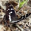 Purple Emperor