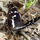 Purple Emperor