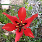 Desert tulip