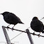 Spotless Starling; Estornino Negro