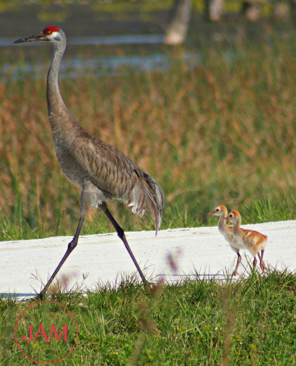 Sandhill Crane (with chicks)