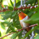 Allens Hummingbird