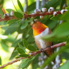 Allens Hummingbird