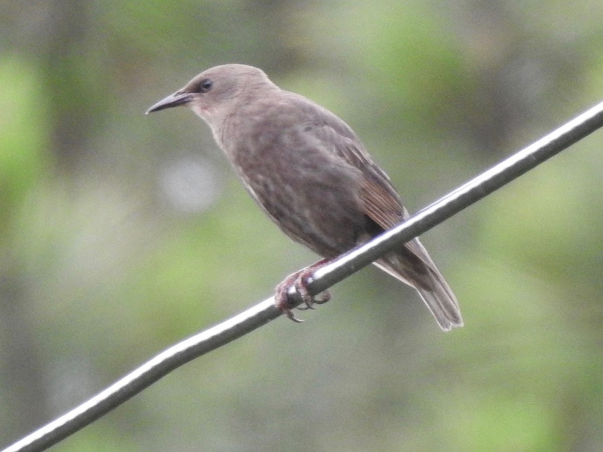 European Starling (immature)