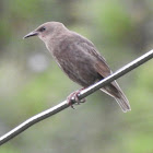 European Starling (immature)