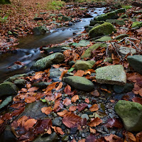 Colori del bosco di 