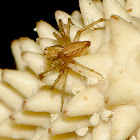 Lynx Spider