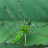 Green Lynx spider