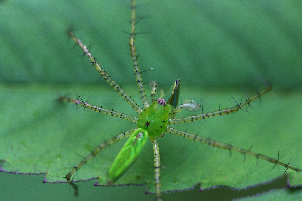 Green Lynx spider