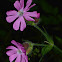 Red Campion