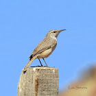 Rock Wren