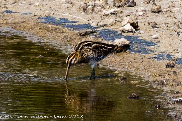 Snipe; Agachazida Común