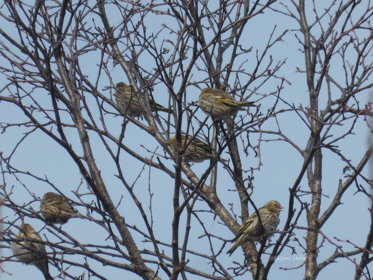 Pine Siskin