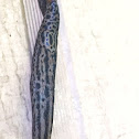 Leopard slug