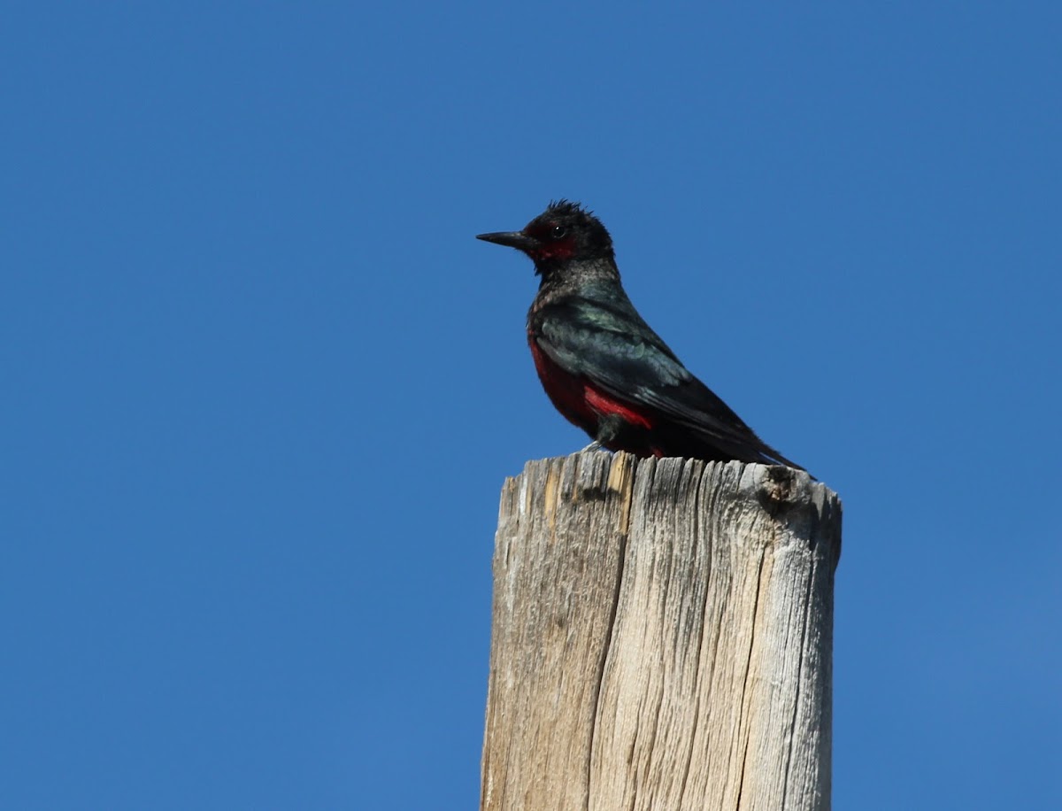 lewis's woodpecker