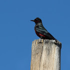 lewis's woodpecker