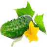 cucumber (cucumber) icon