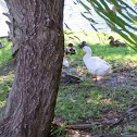 Lesser Snow Goose