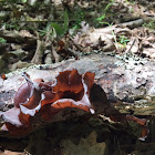 Wood Ear