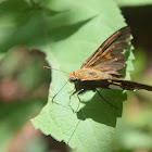 Round-spotted Silverdrop