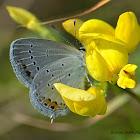 Short-tailed Blue