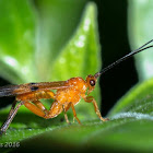 Ichneumonidae Wasp