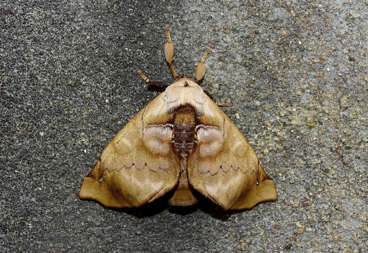 Moth - Apatelodes sericea